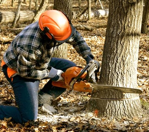 Tree Removal in Frost, MN
